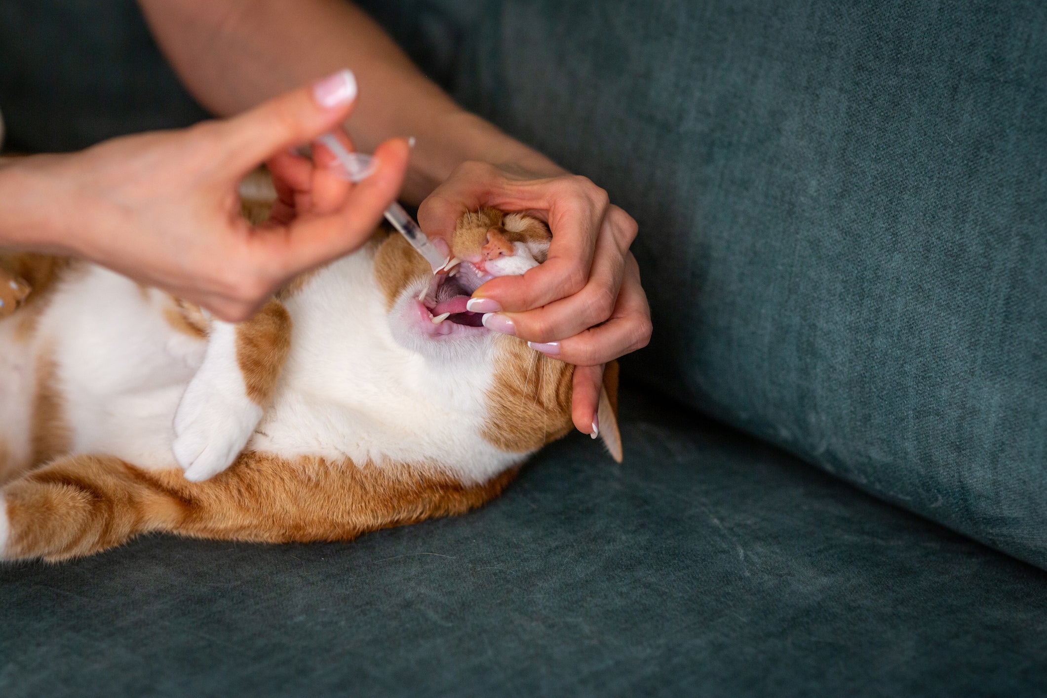 Dipirona para gatos: dar remédio líquido para os bichanos pode ser um grande desafio