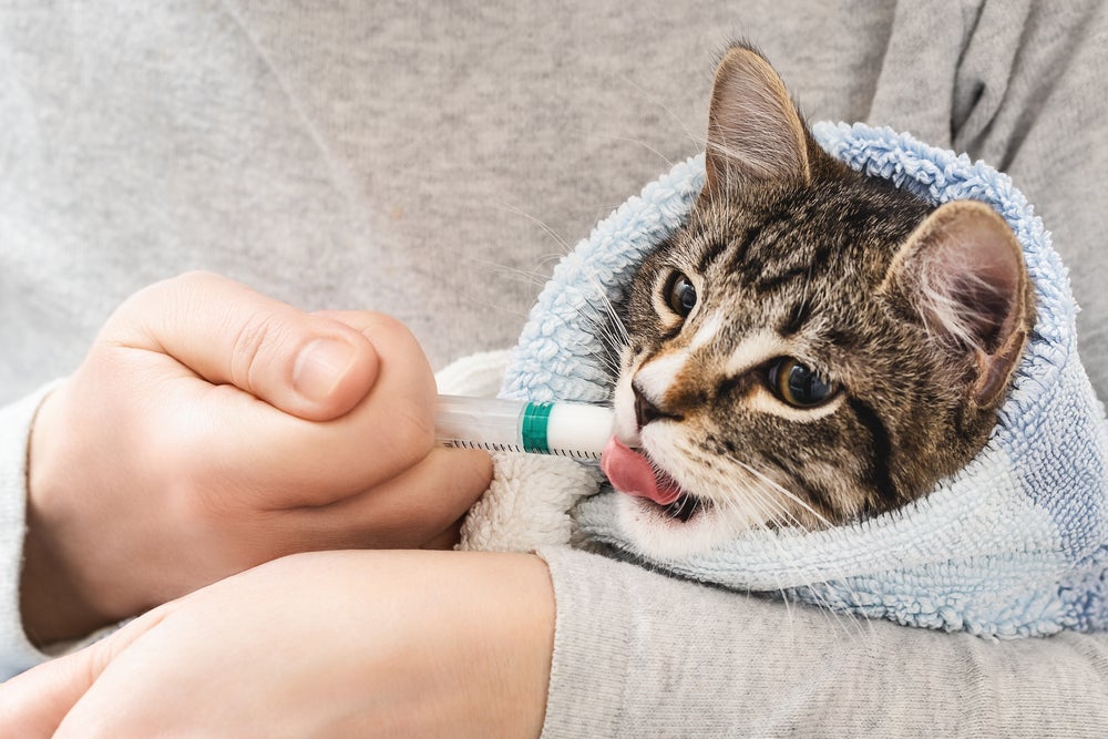 Você pode dar dipirona para gato com o auxílio de uma seringa