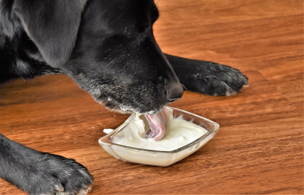 Pode dar iogurte para cachorro, desde que ele seja natural, sem sabor e sem açúcar