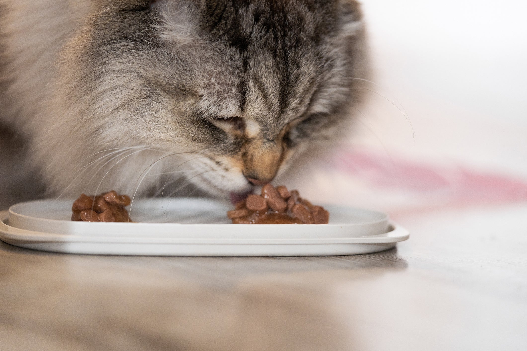 Uma vez servida, a ração úmida não deve ficar mais do que 1 hora no potinho do gato