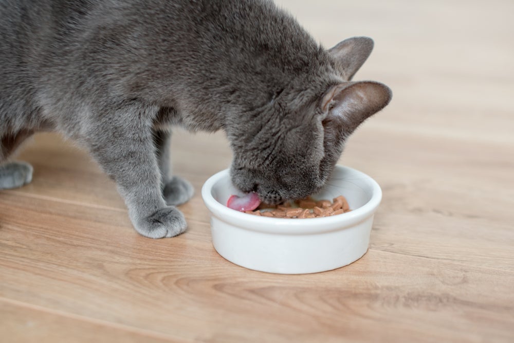 Aquecer o sachê de gato realça o sabor do alimento e atrai ainda mais o interesse dos pets