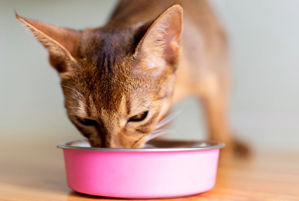 Depois de aberto, o sachê de gato deve ser mantido na geladeira por até 48 horas