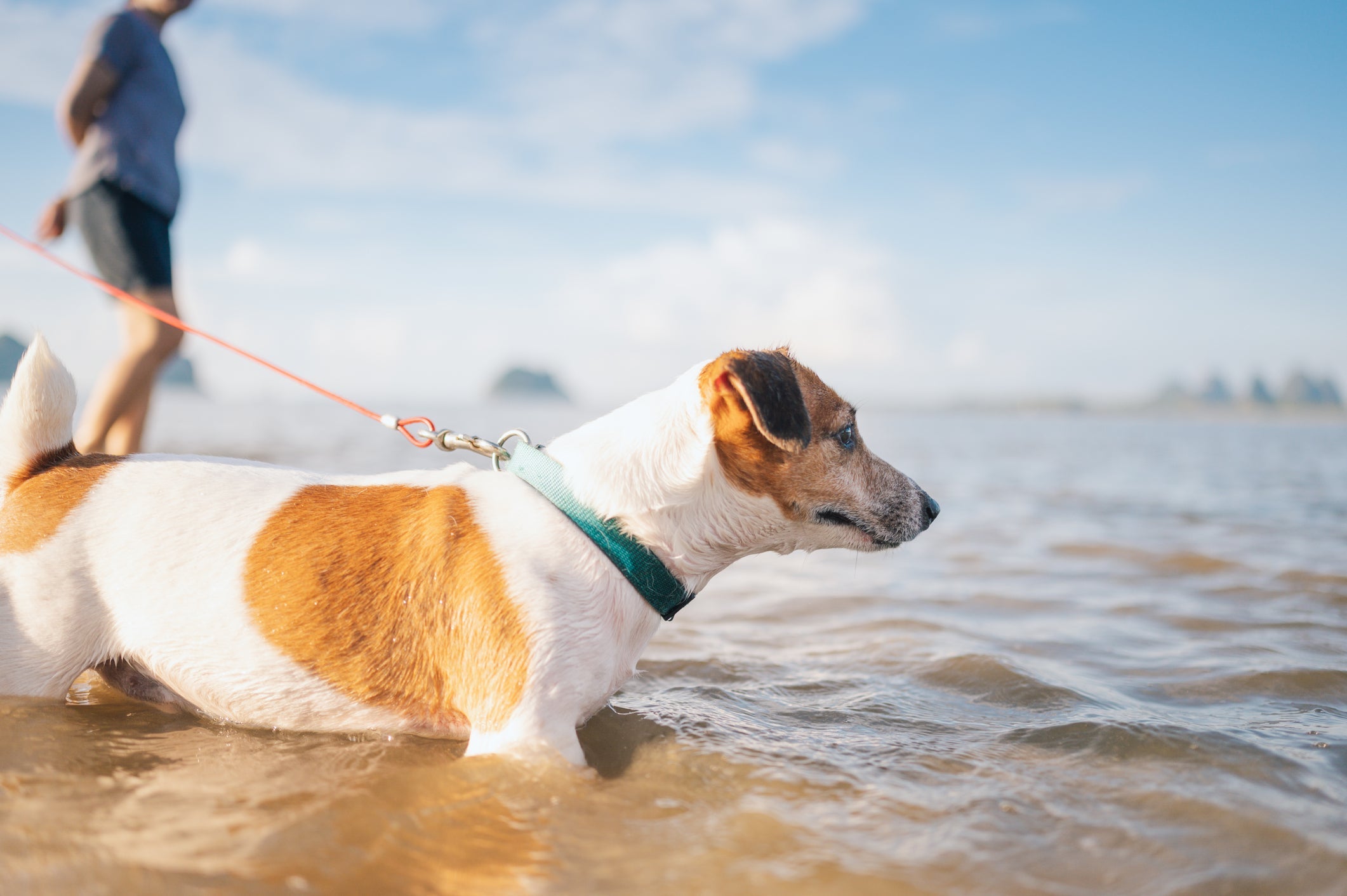 Se você tem um cachorro que gosta de água e praia, não esqueça da coleira de identificação no passeio