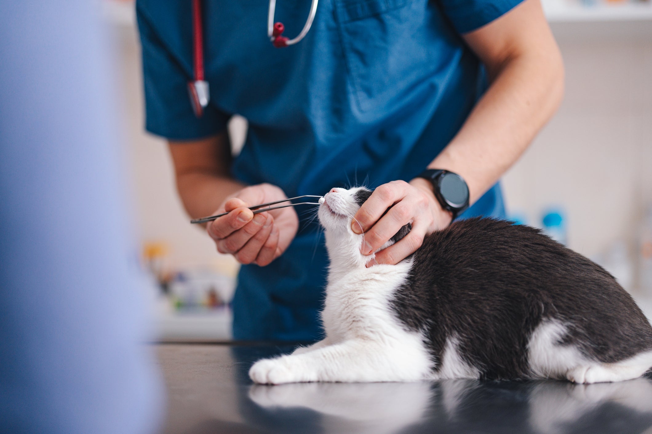 O aplicador de comprimidos para gatos facilita muito todo o processo