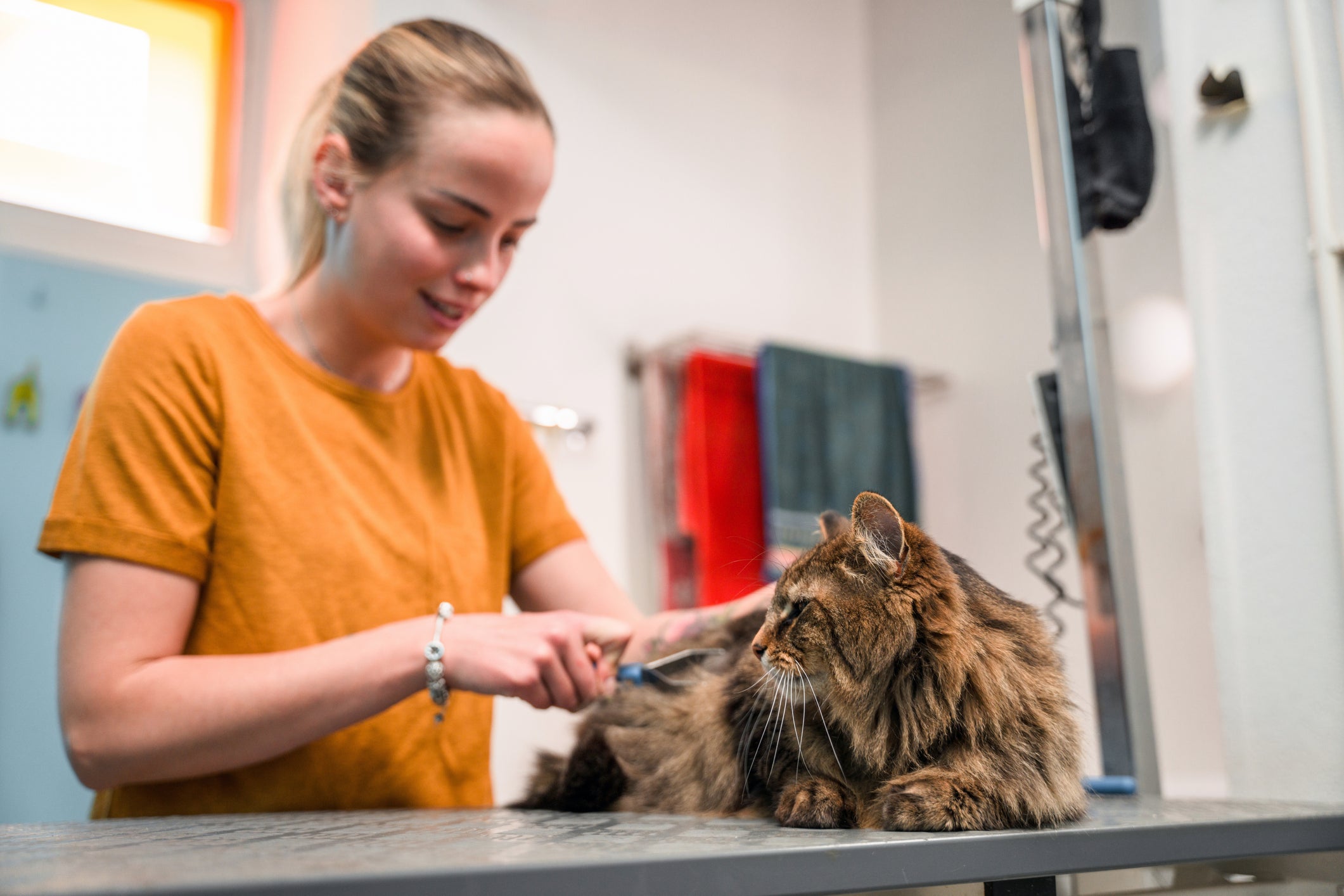 A tosa higiência é a mais recomendada para os felinos