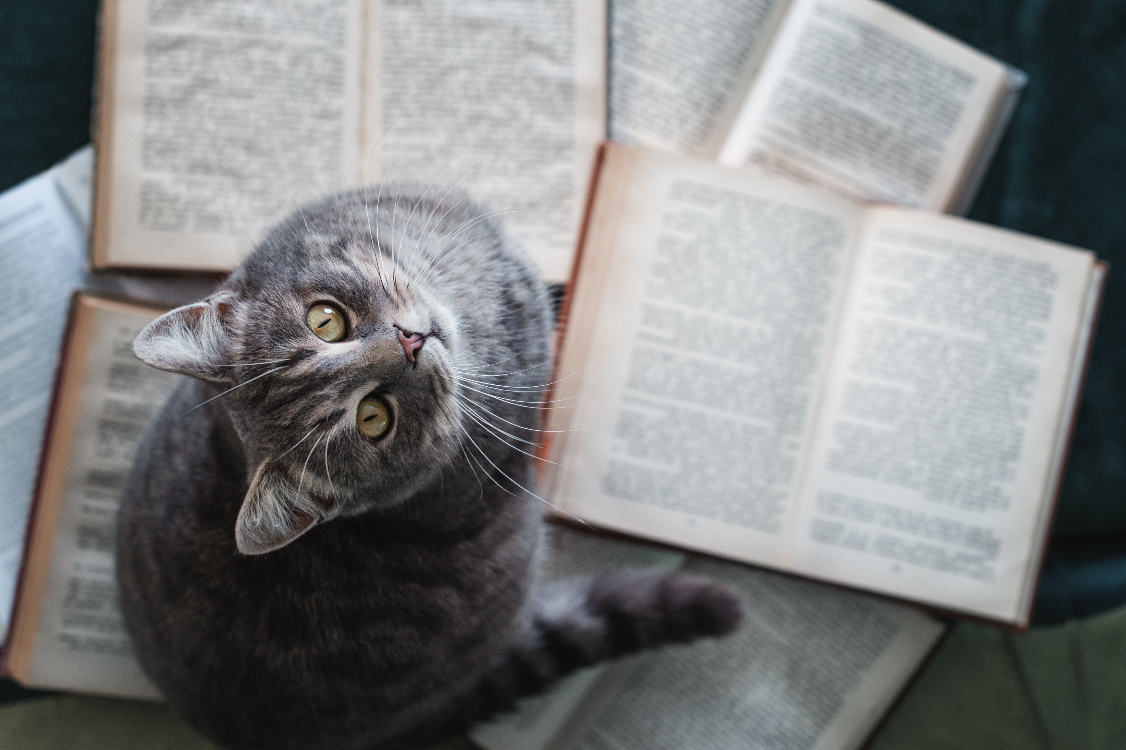 A literatura também celebra os gatos em poemas encantadores que todo gateiro precisa conhecer