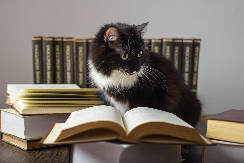 Fernando Pessoa, Baudelaire, T.S Eliot e até Vinicius de Moraes fizeram belos poemas sobre gatos