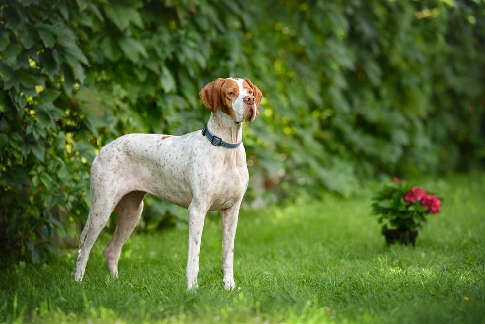 Pointer: cachorro tem uma pose clássica, que é a da foto