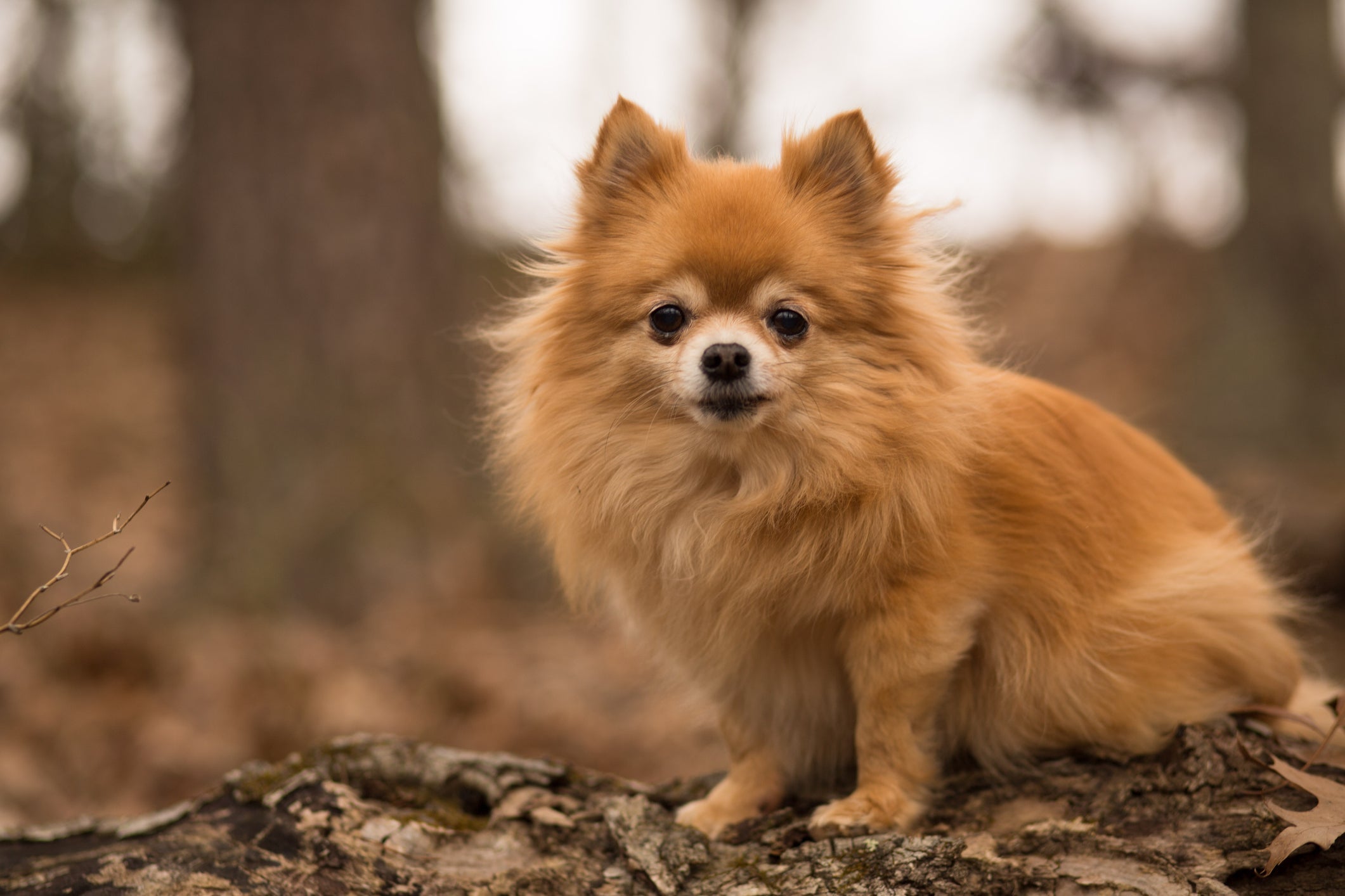 O Pomchi possui uma pelagem linda e exuberante 