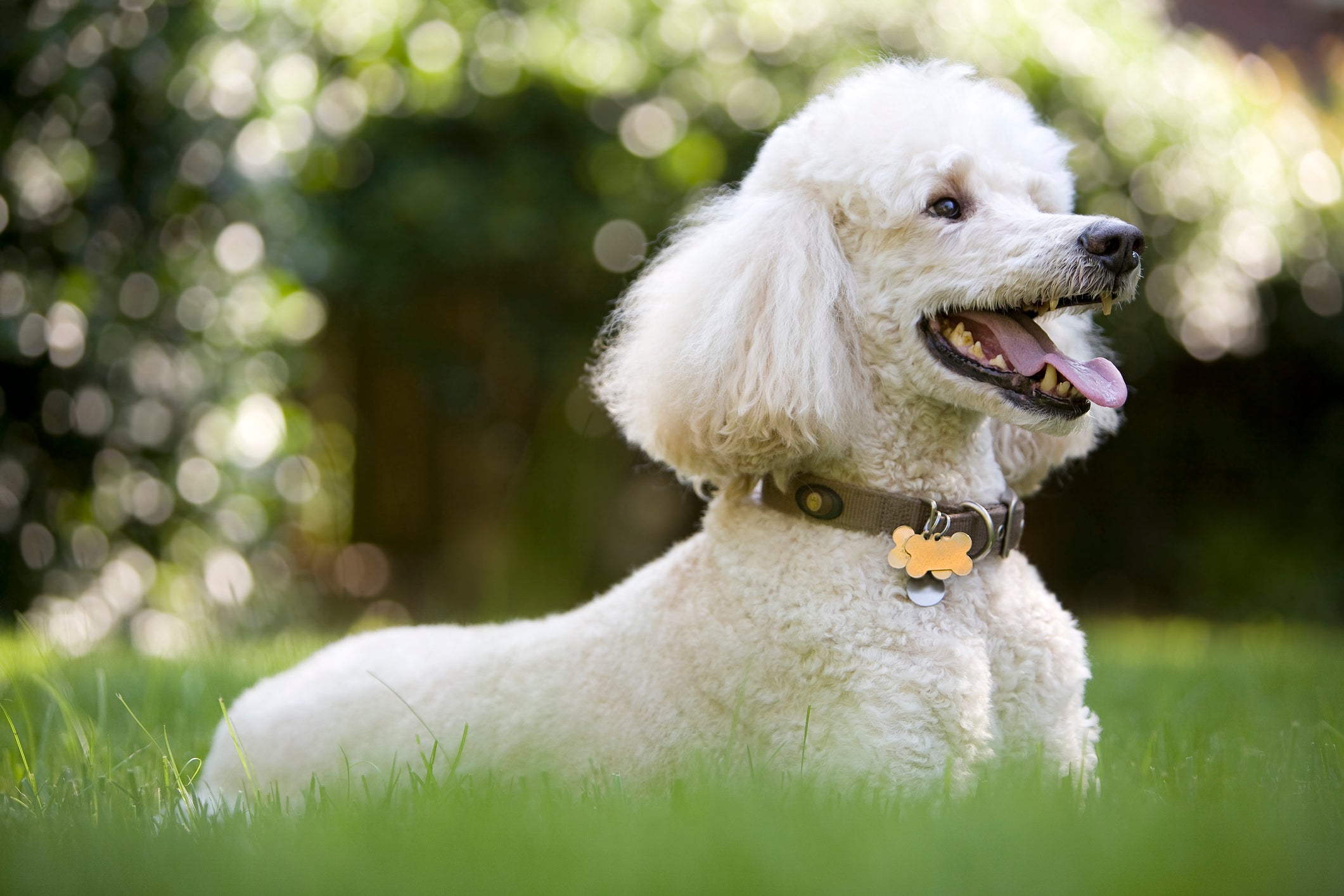 O Poodle é uma das raças de cachorro mais inteligentes