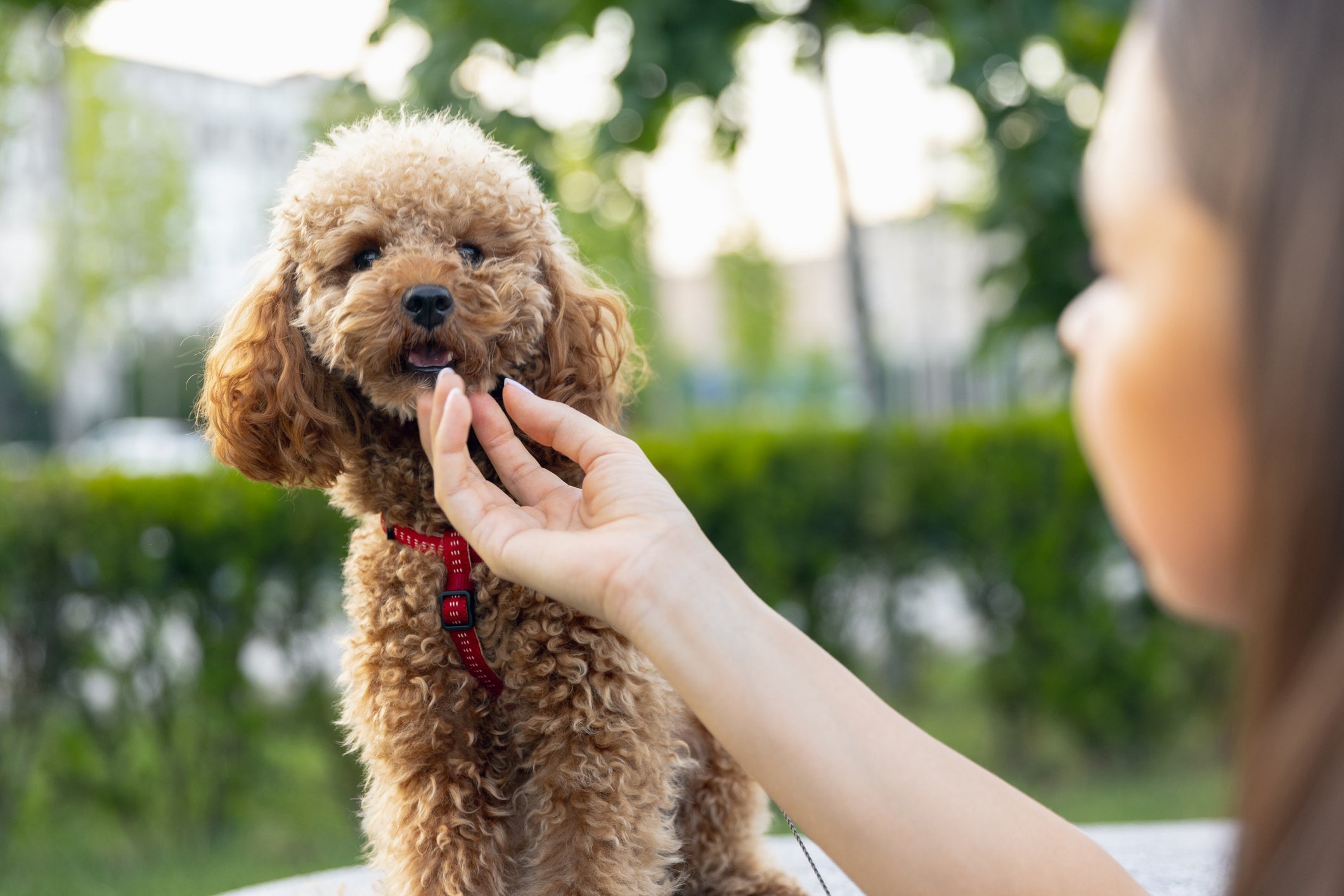 O Poodle adora agradar o humano favorito, por isso se sai muito bem nas aulas de adestramento
