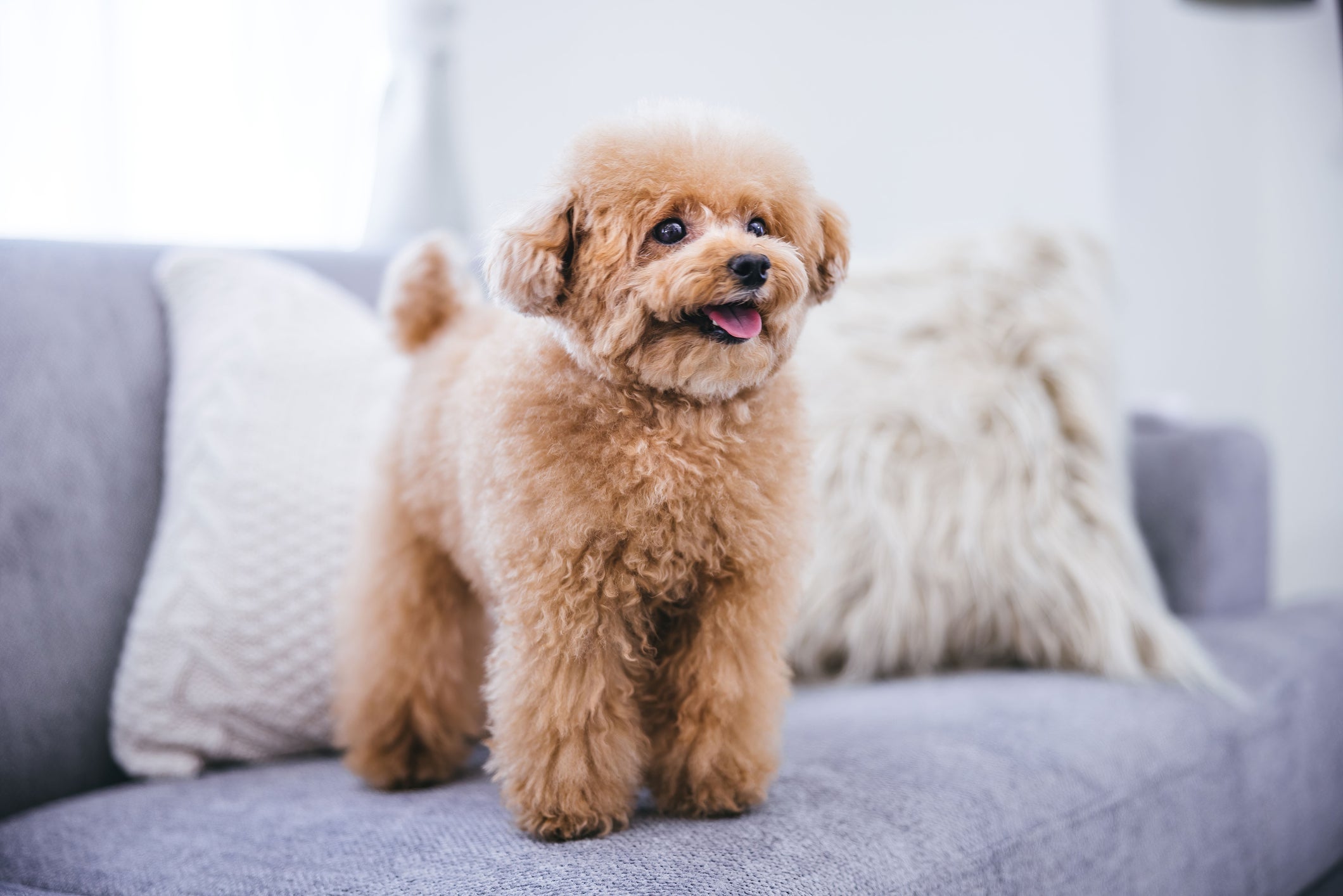 O Poodle é uma raça que não dá muito trabalho para o tutor