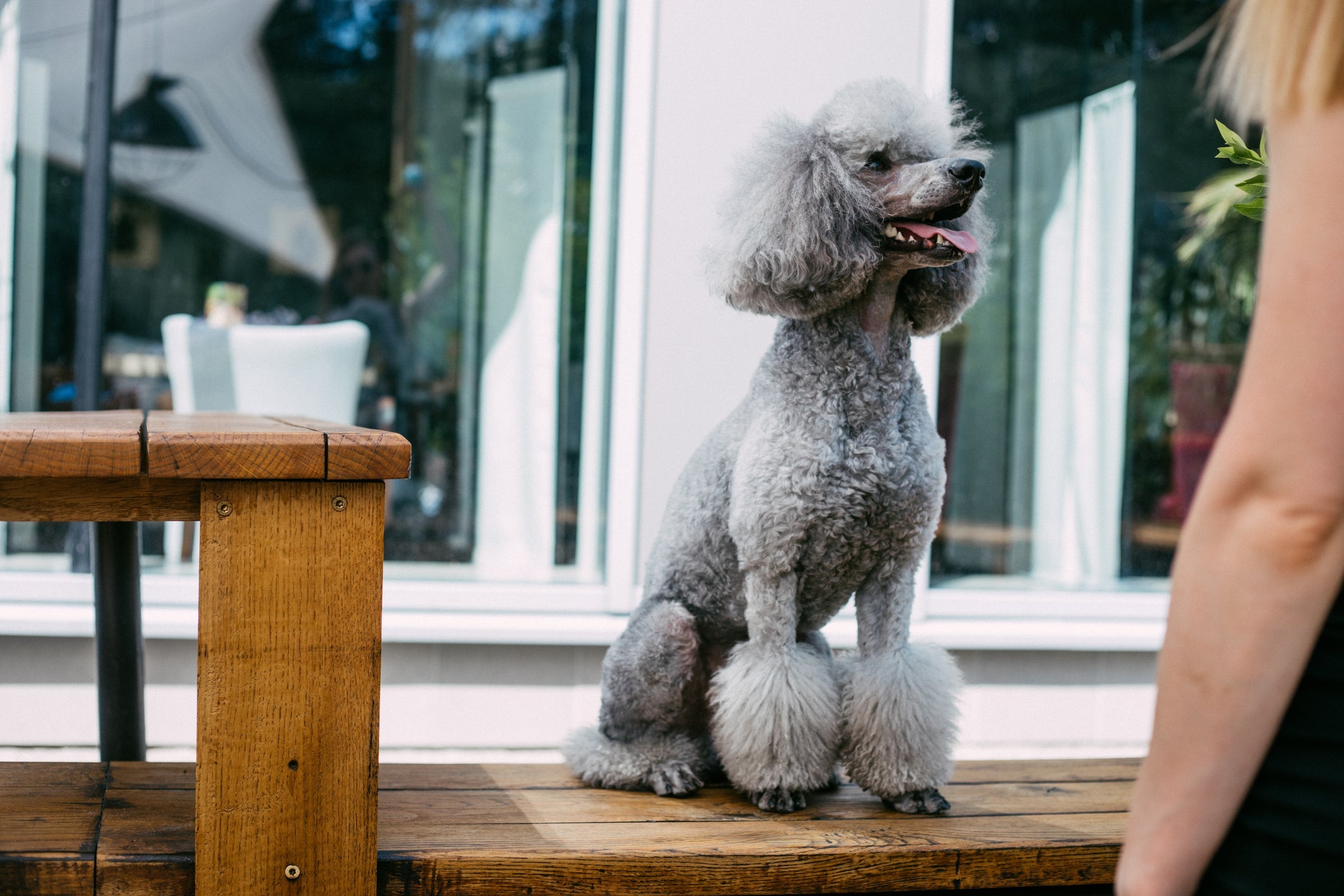 O Poodle possui os pelos mais encaracolados
