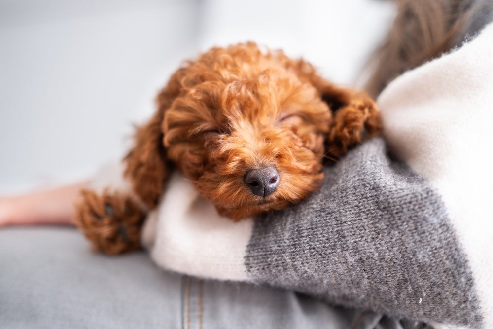 O Poodle é um cãozinho inteligente e tranquilo no dia a dia