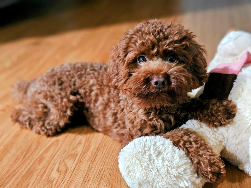 O Poodle anão também tem um porte pequeno