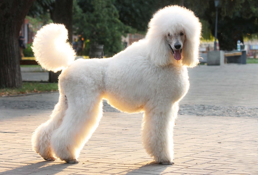 O Poodle gigante tem uma postura elegante e imponente