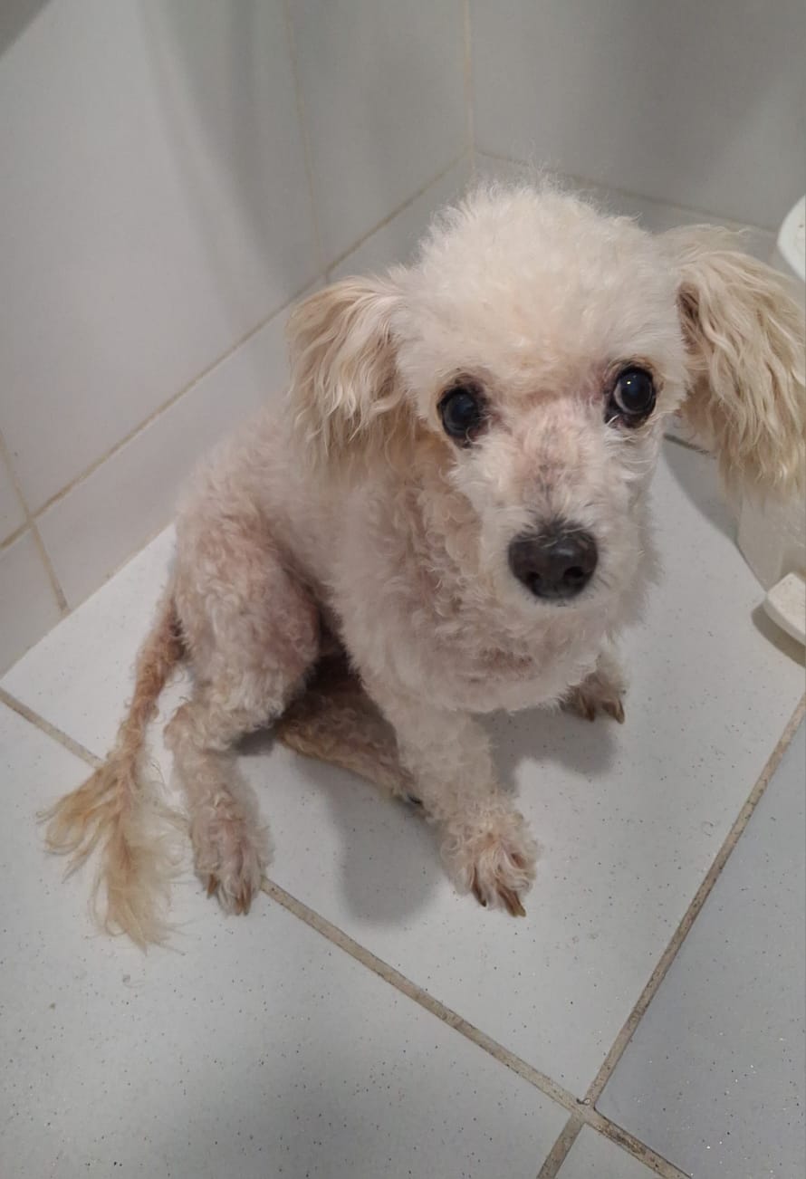 Cão Poodle é uma companhia incrível (Créditos: Jéssica Cristina)