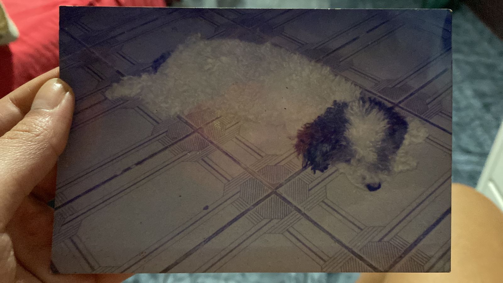 Poodle toy: a Natasha viveu até os 20 anos (Créditos: Manuela Cancella)
