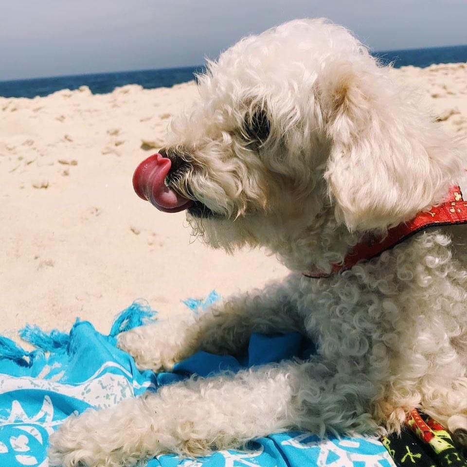 Esse cachorro Poodle da foto é o Puffy (Créditos: Nayanne Louise)