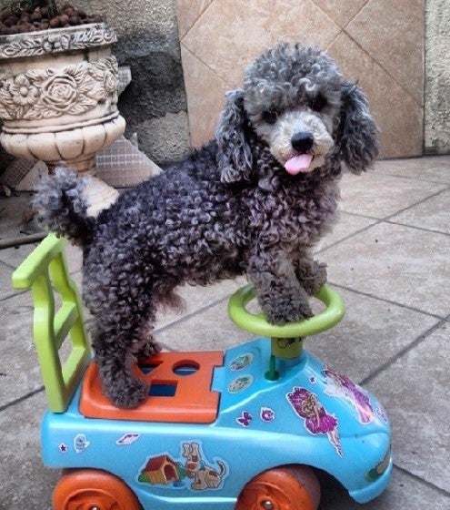 O Baby, Poodle que já faleceu, era super esperto (Créditos: Rita Lima)