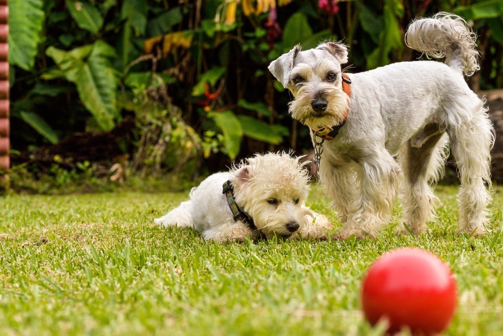 Poodle e Schnauzer são alguns cachorros pequenos mais bravos