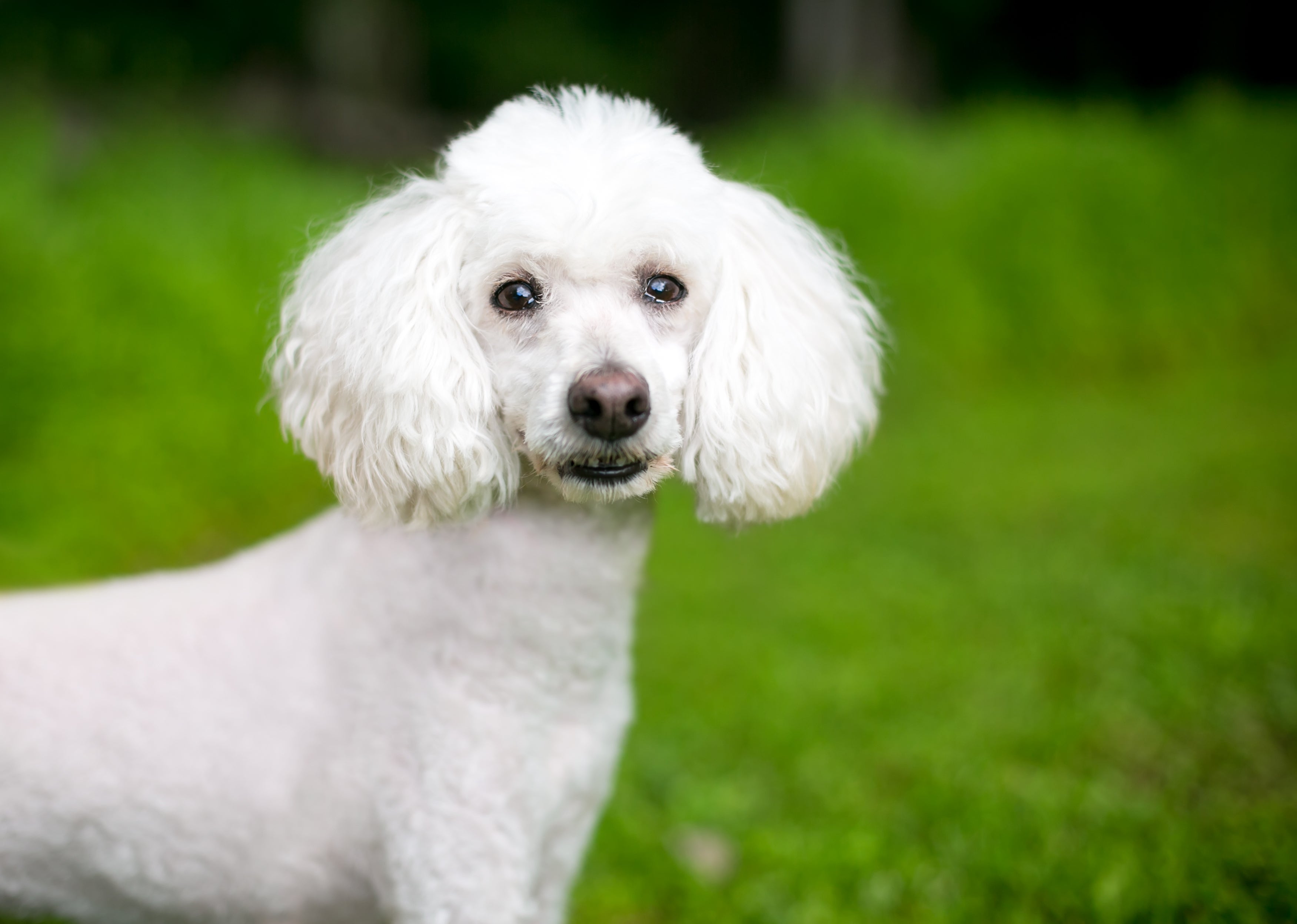 O Poodle Médio é a variação mais comum. Ele pode pesar até 12 quilos