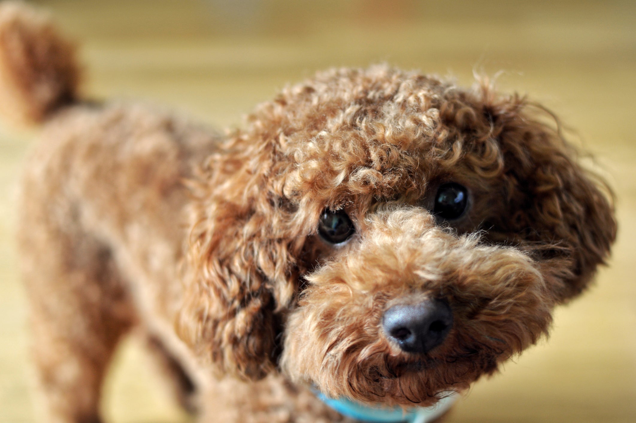 O Poodle Toy é o menor de todos, com 4,5kg e ideal para ser transportado em bolsas e viajar com os donos.