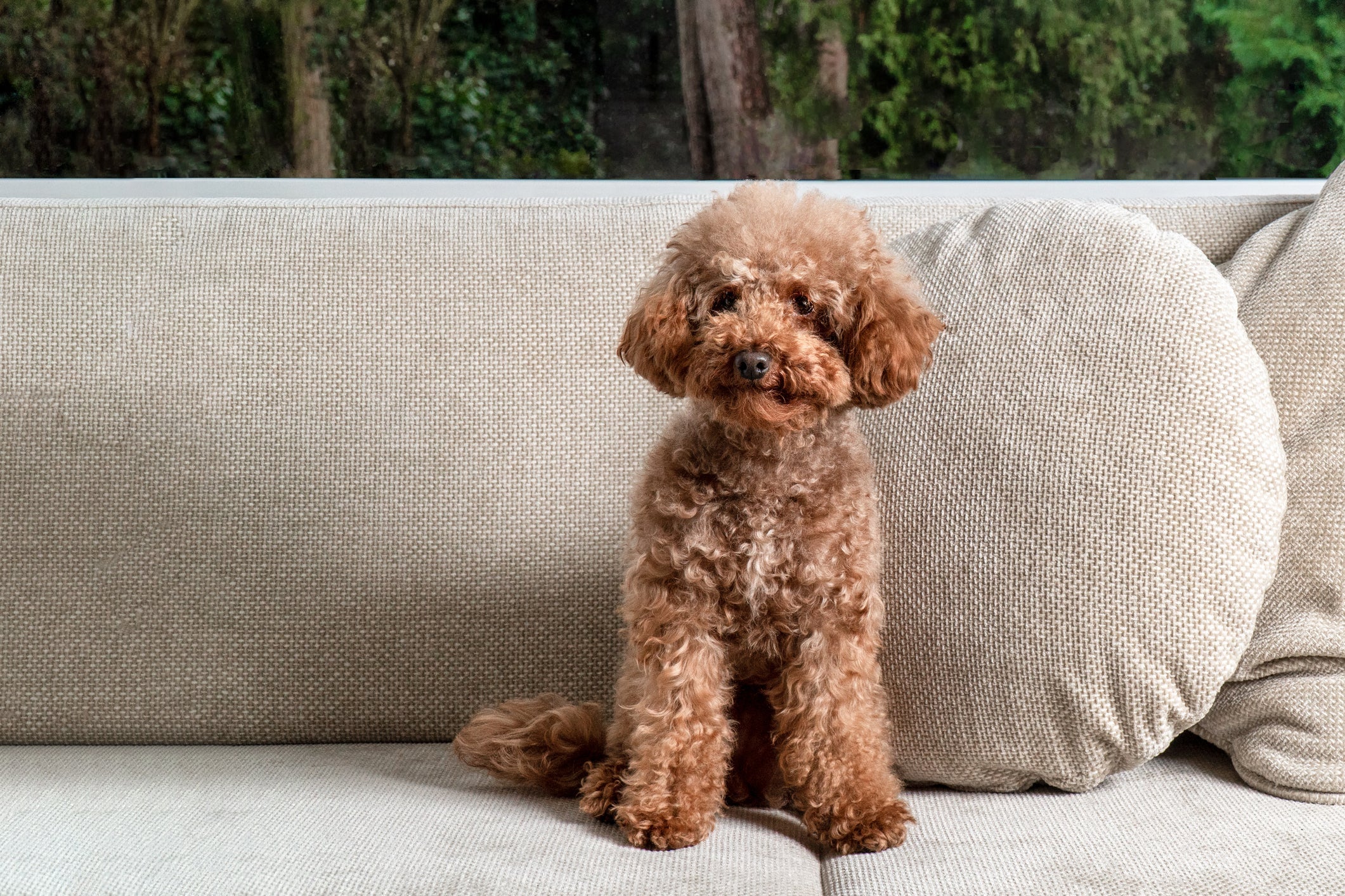 Glaucoma nos Poodles não tem cura, mas é possível tratar com orientação de um especialista