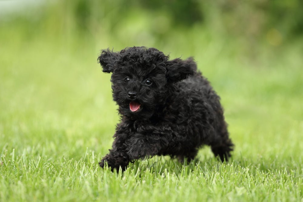 O Poodle toy tem o tamanho de um filhotinho
