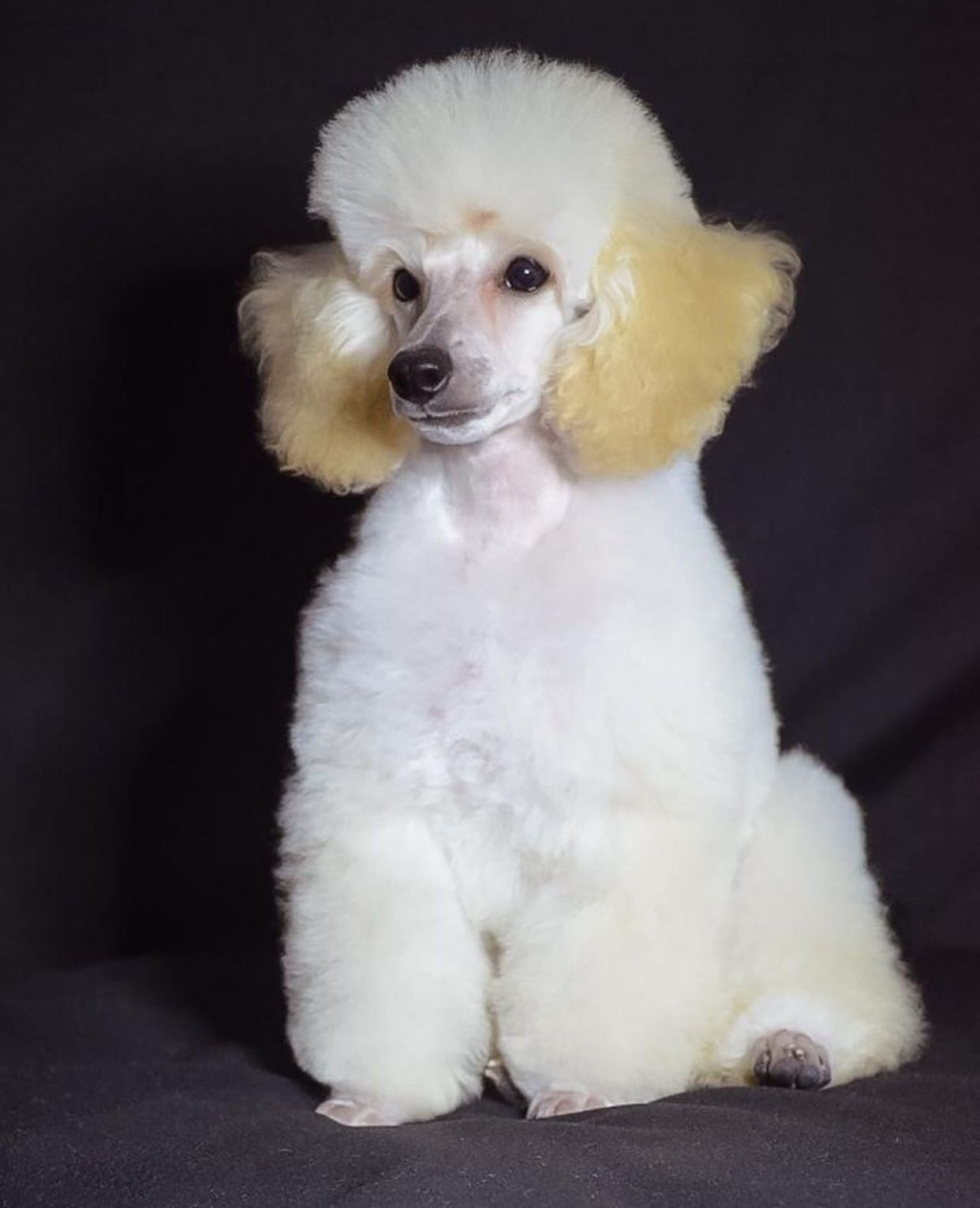 O cachorro Poodle pode voltar a se tornar popular (Créditos: Felipe Valles)