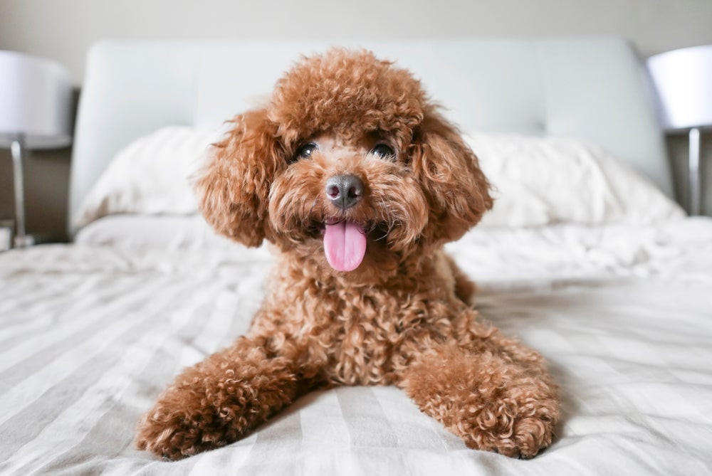 As orelhas do Poodle conferem um charme a mais para a raça de cachorro
