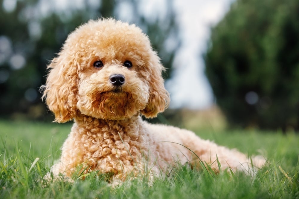 O Poodle toy é um cachorro perfeito para apartamentos