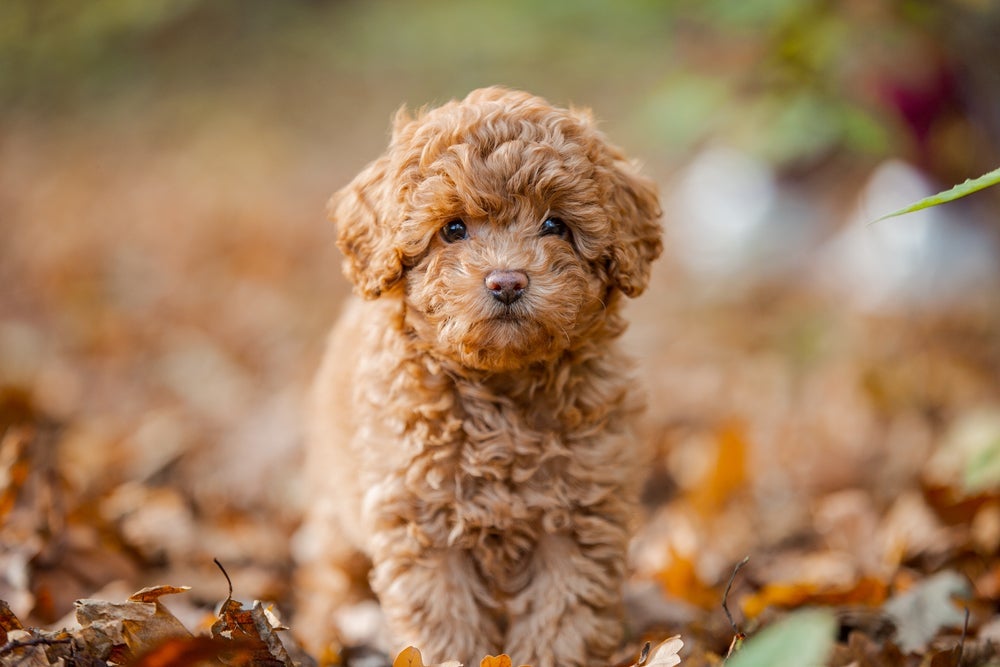 O Poodle do tamanho médio é perfeito para qualquer tipo de ambiente