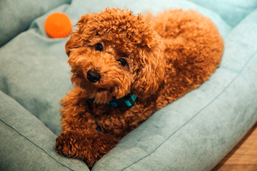 O Poodle é uma das raças mais encontradas nos lares brasileiros