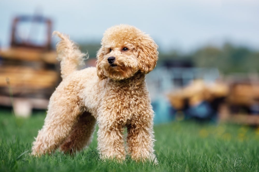 Uma das raças de cachorro mais inteligentes do mundo é o famoso Poodle