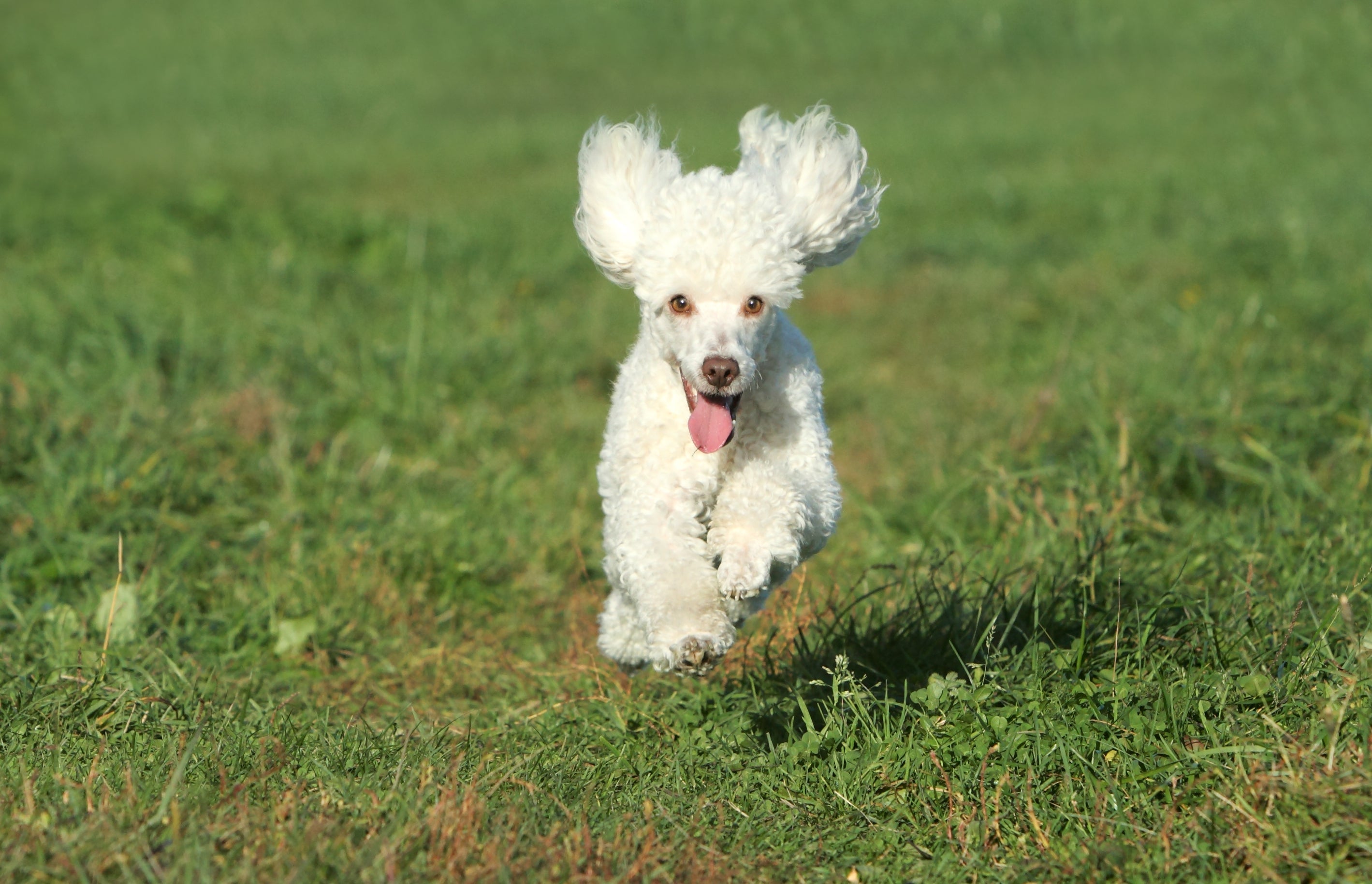 Uma das raças de cachorro que vive mais tempo é o Poodle