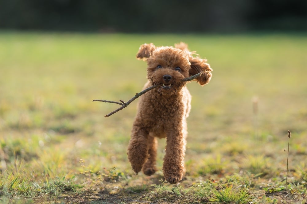 O cachorro Poodle é muito sagaz