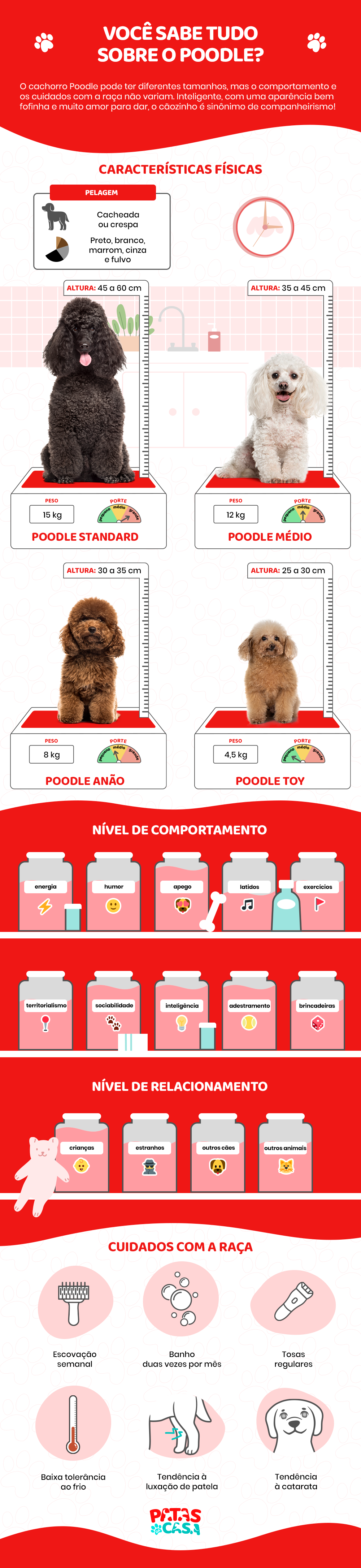 O cachorro Poodle tem um espaço no coração dos brasileiros, e não faltam motivos para isso