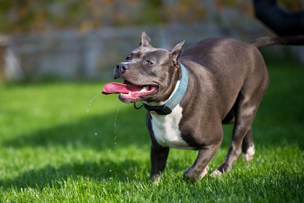 A salivação é algo natural nos cães e tem relação com o clima, com o ambiente e até com o comportamento do animal