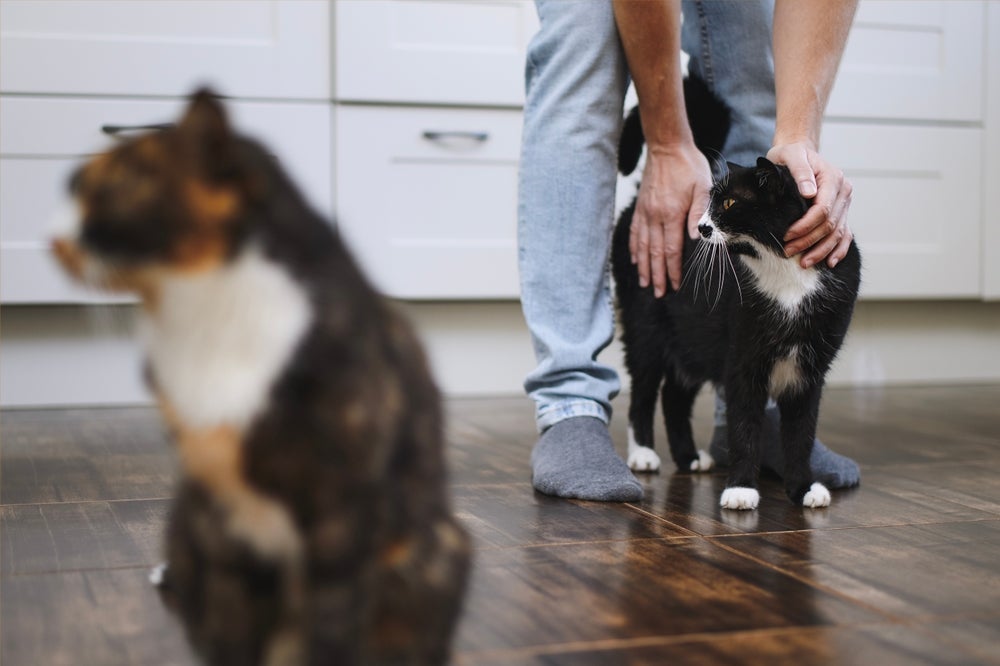 Nem todo gato gosta de ser tocado na região traseira e é preciso respeitar os limites do animal