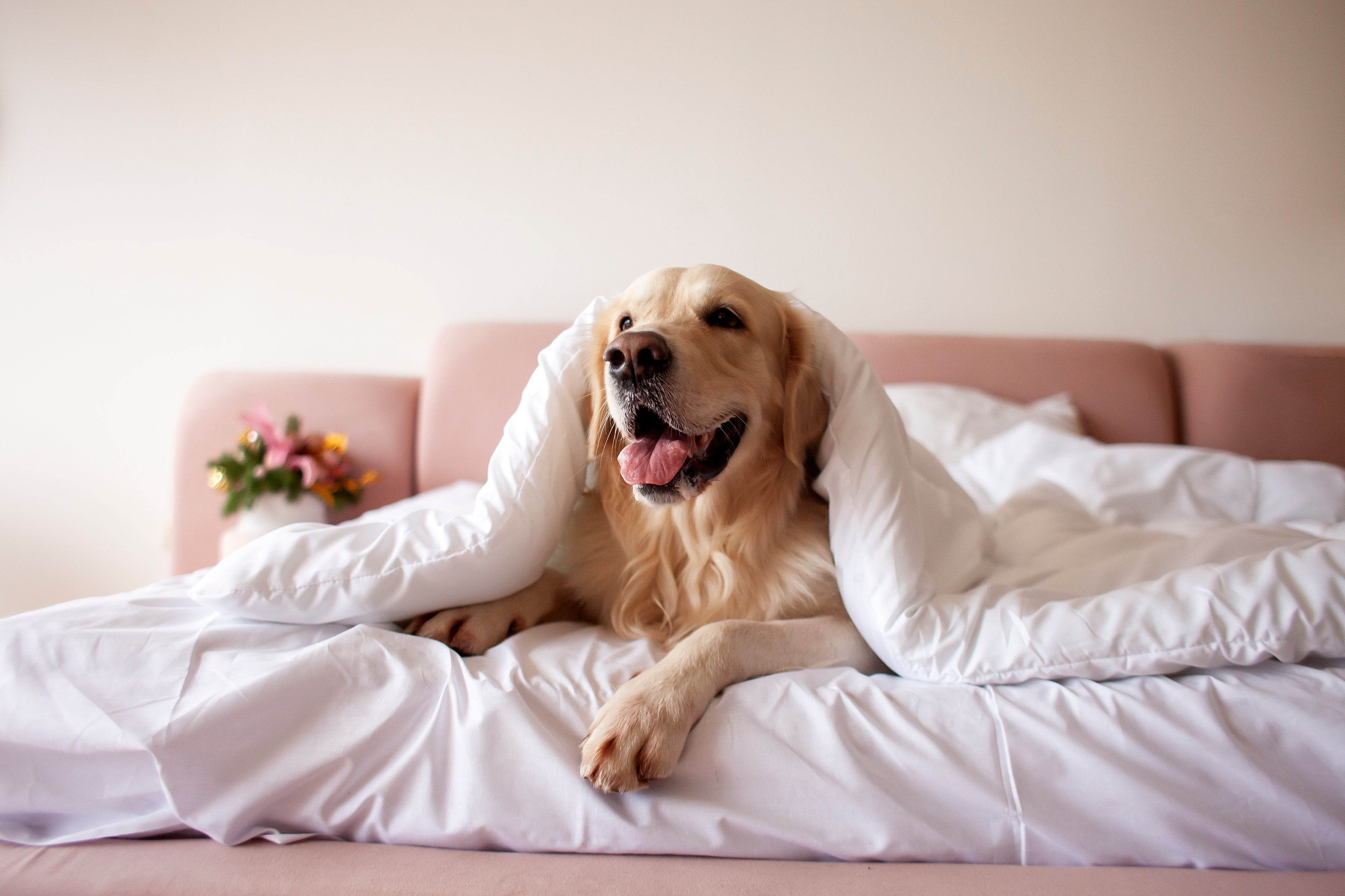 O cachorro cavando a cama antes de deitar é um comportamento natural da espécie