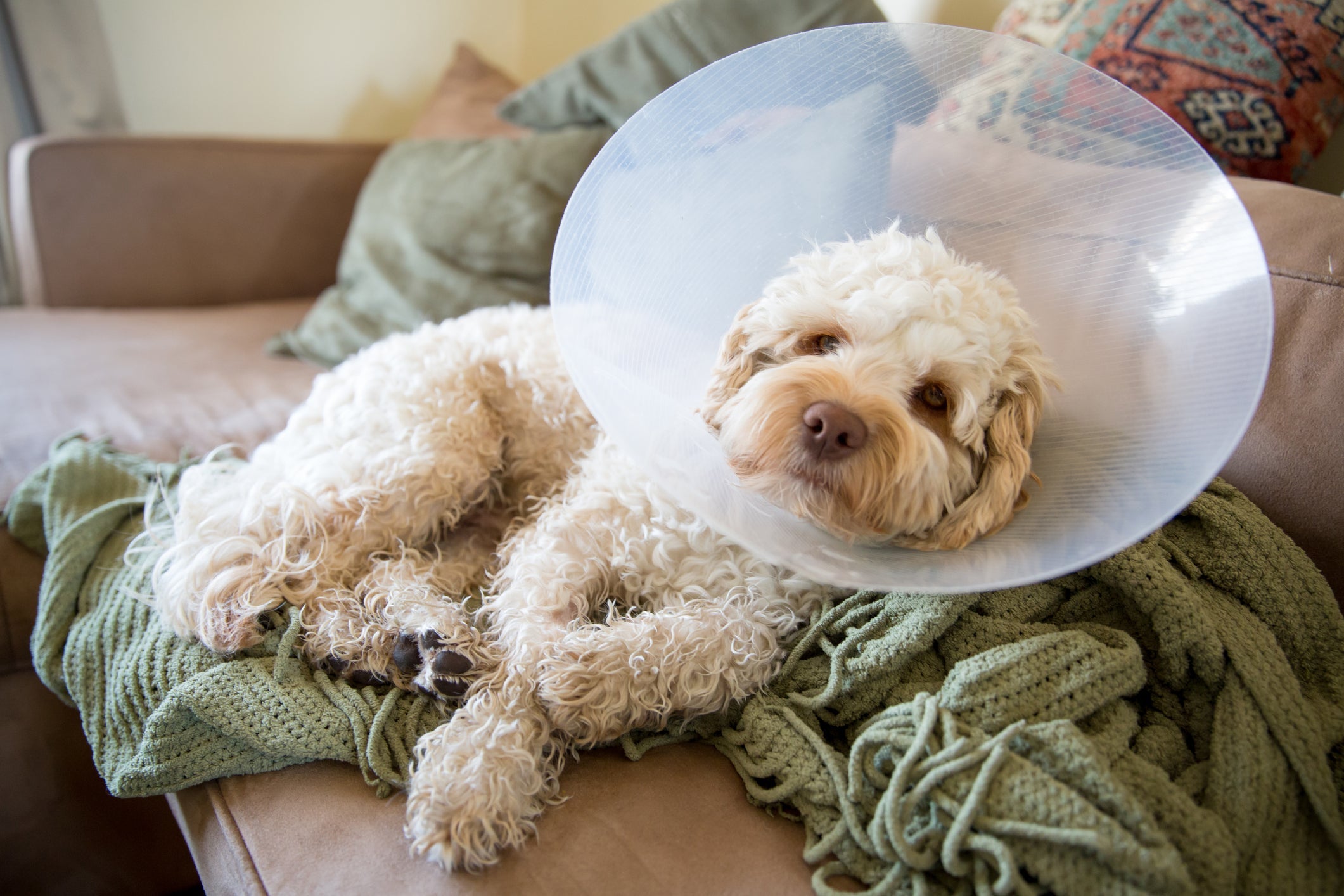 A castração pode diminuir a frequência desse comportamento do cachorro