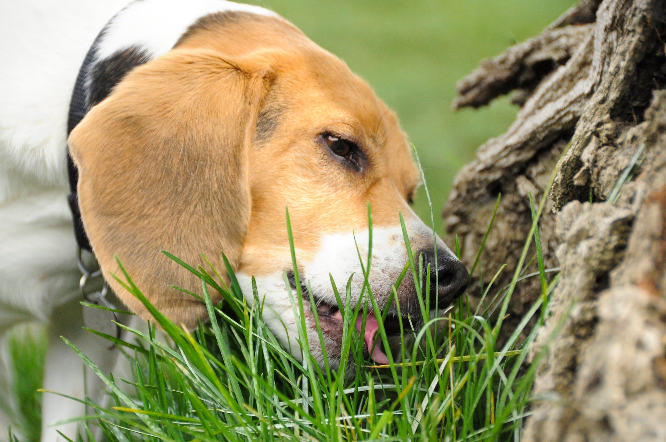 O cachorro come grama porque gosta do sabor ou para passar o tempo