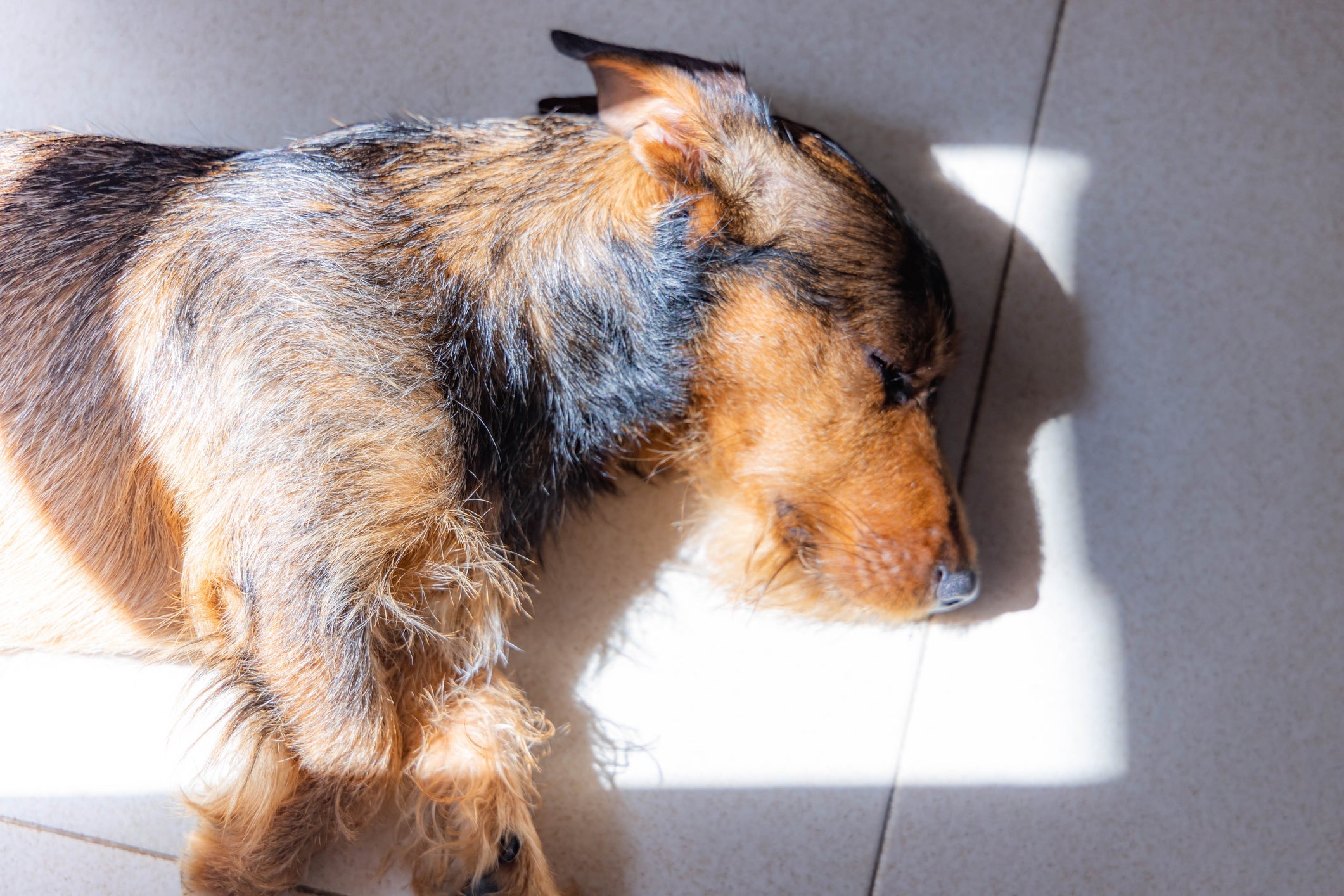 Vitamina D para cachorro: nutriente ajuda no desenvolvimento e fortalecimento ósseo do seu amigo