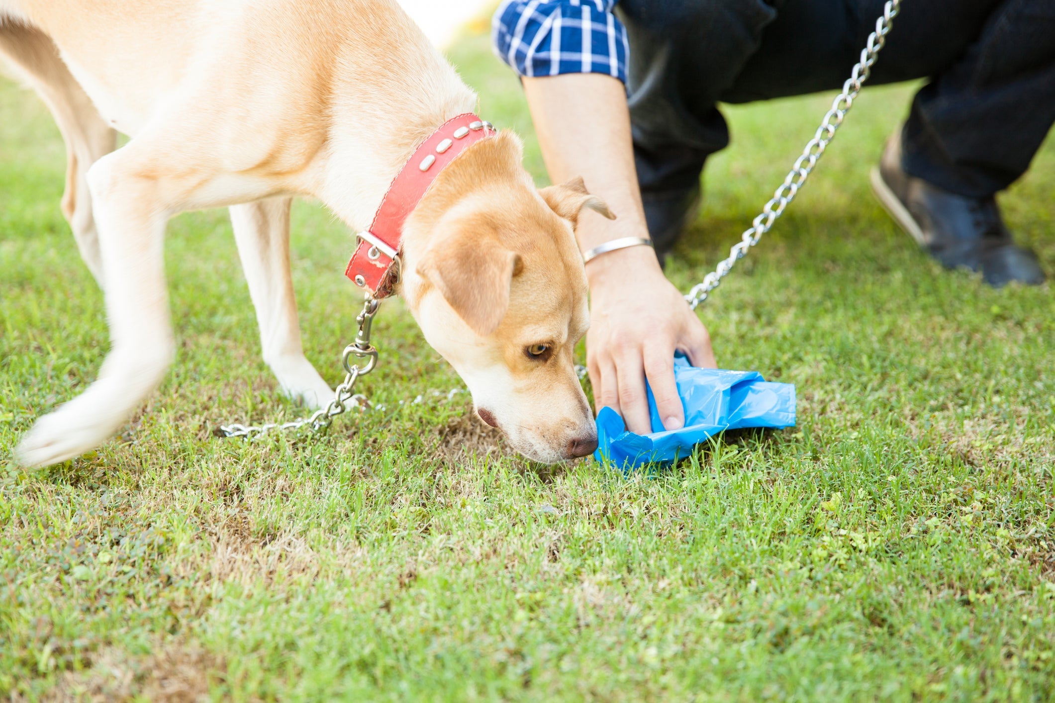 Recolher o cocô de cachorro nos passeios é necessário para preservar o meio ambiente e evitar doenças