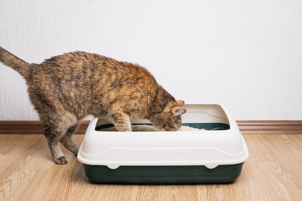 Por que gatos escondem as fezes? Esse comportamento do bichano tem relação com seus instintos selvagens.