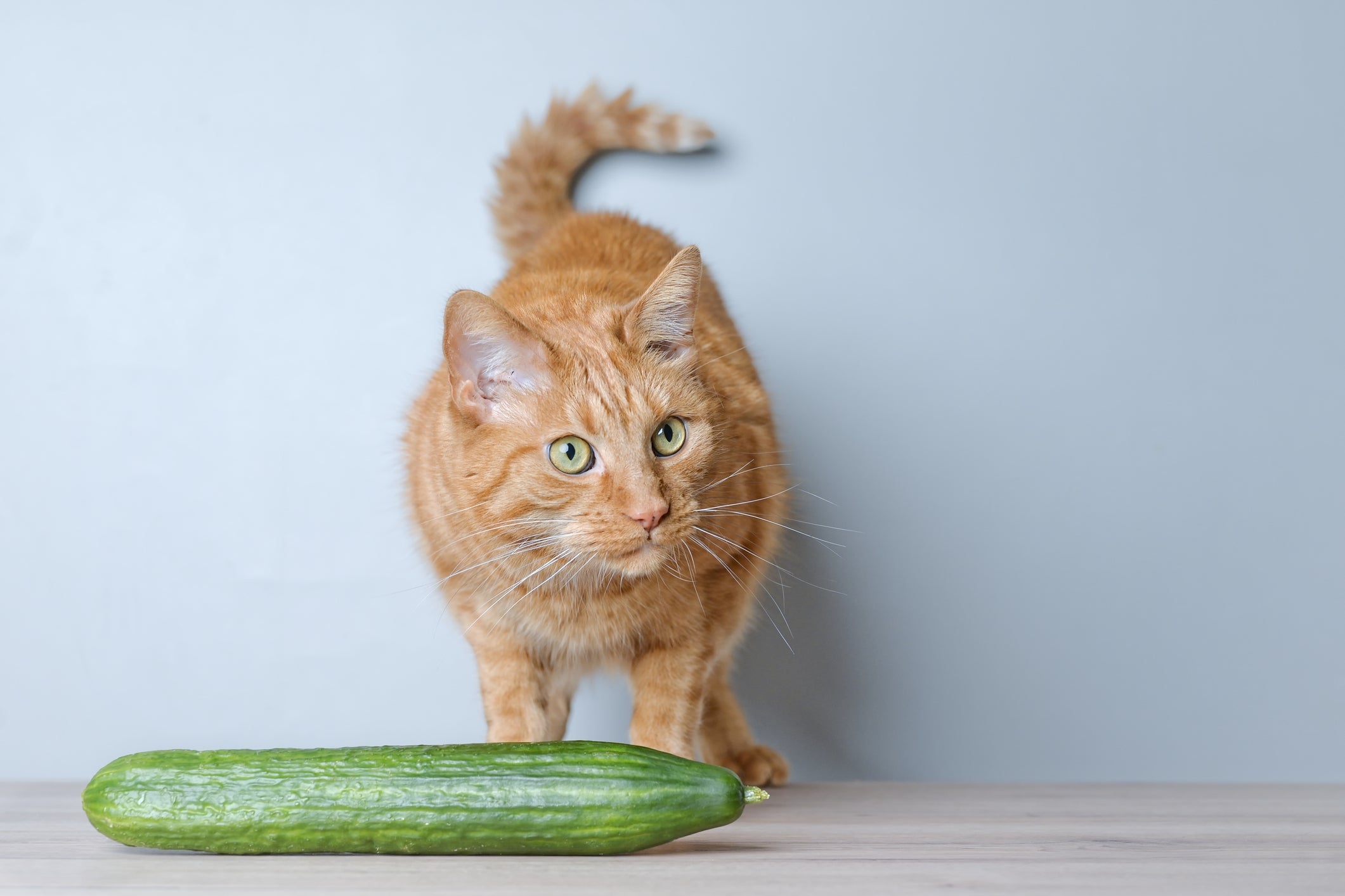 Gato tem medo de pepino e precisa de brincadeiras mais saudáveis
