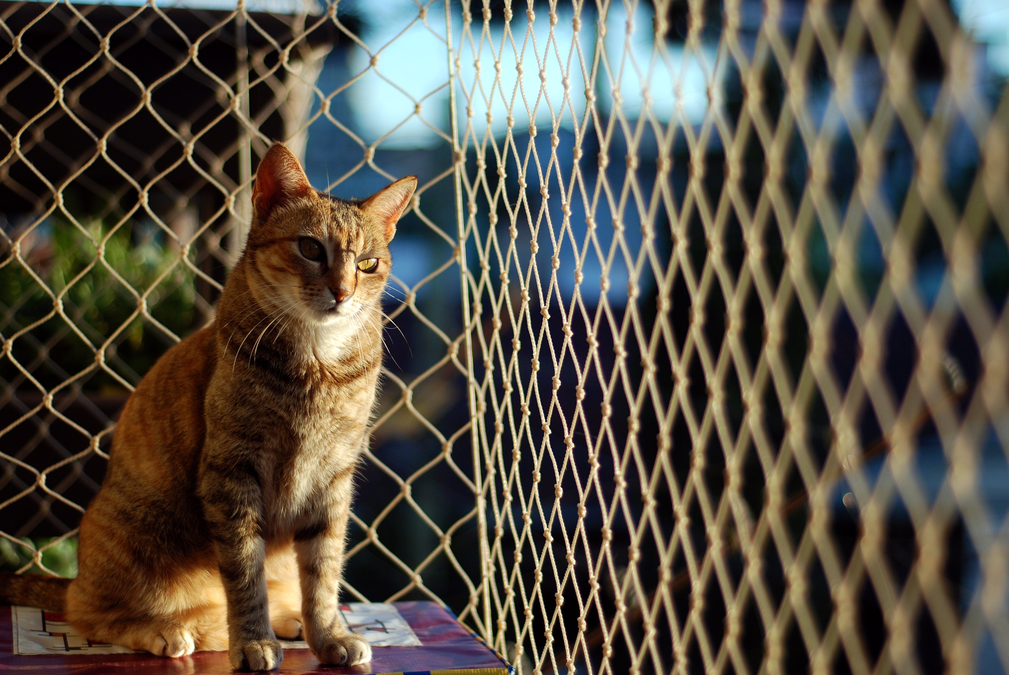 Gatos que vivem em apartamentos raramente contraem e espalham toxoplasmose.