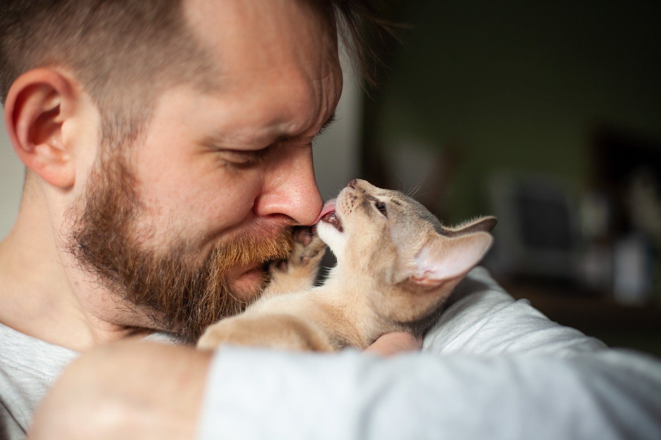 Estudo aponta que os gatos ajudam na depressão e ansiedade pois são companheiros e trazem responsabilidade