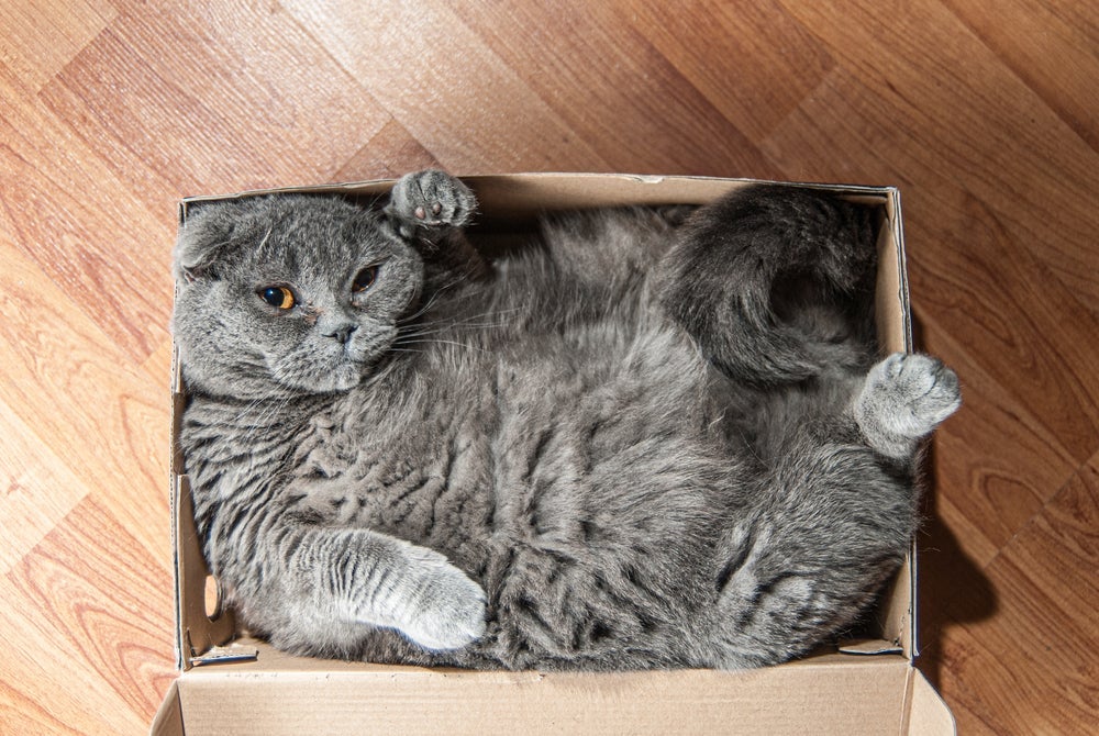 A caixa de papelão para gatos é sinônimo de diversão